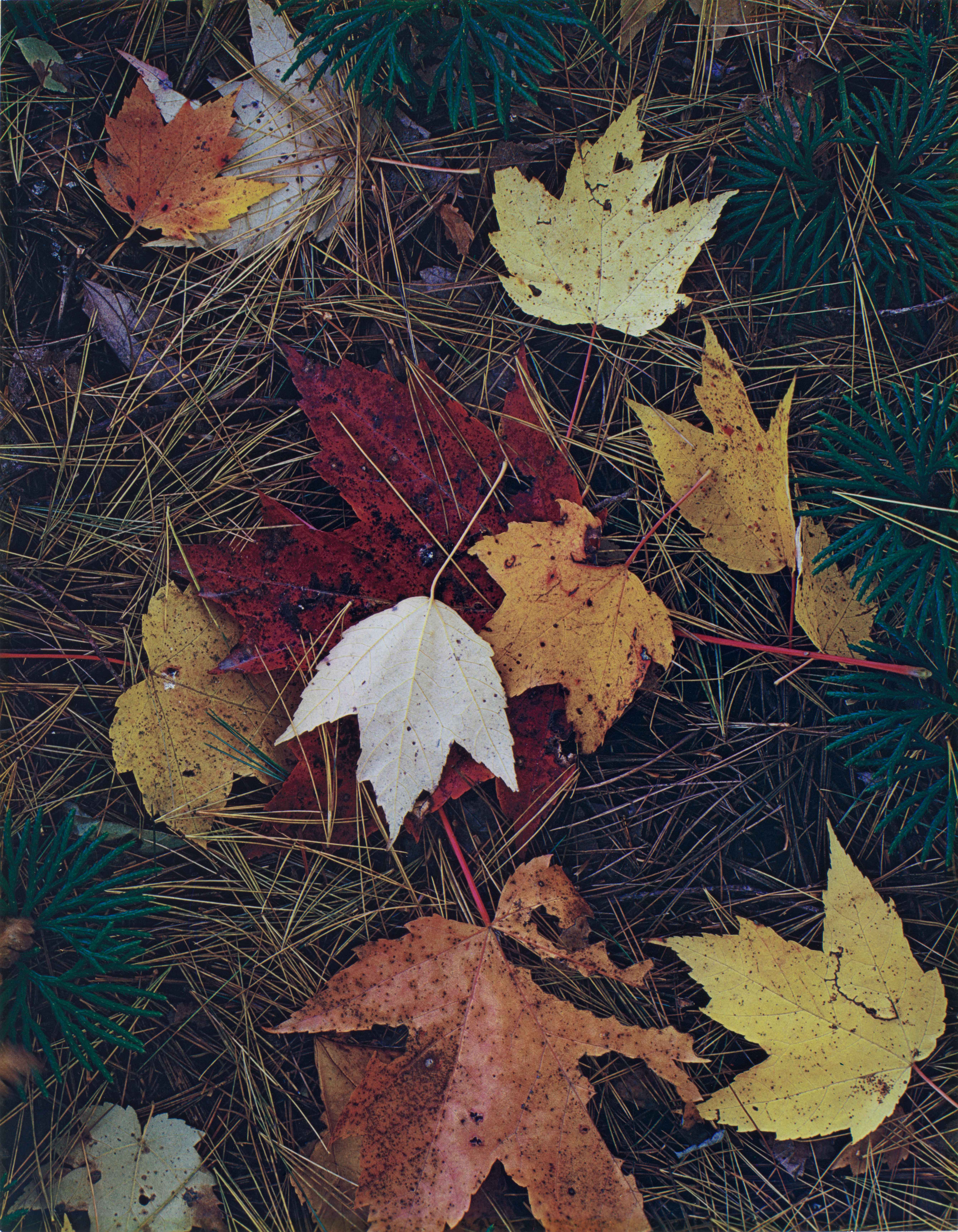 Eliot Porter (American, 1901–1990), Maple Leaves and Pine Needles, Tamworth, New Hampshire, about 1956, dye-transfer print. Bank of America Collection. © 1990 Amon Carter Museum of American Art